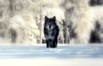 Sigma Male Lone Black Wolf in Snow Blurred Background