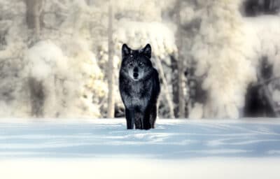 2020/10/Sigma-Male_-Lone-Black-Wolf-in-Snow-Blurred-Background.jpg